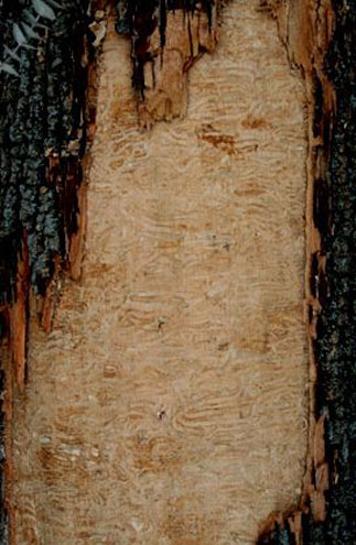 UCL-SUM-Tree-Ash-Borer2