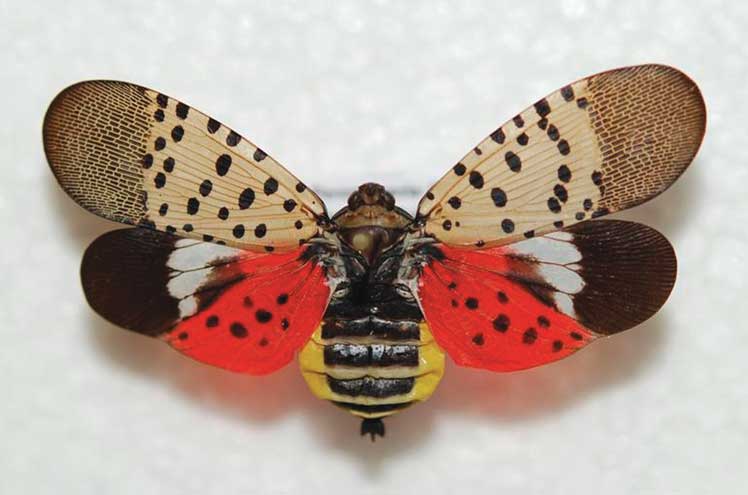 UCL-UC-spotted-lanternfly-C