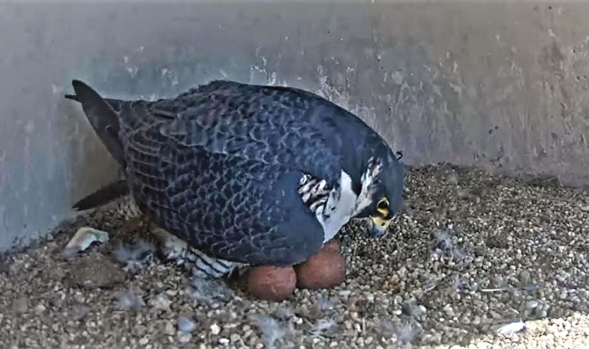 UCL-UC-falcon-4-eggs