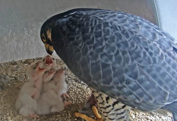 UCL-UC-falcon-feeding-C