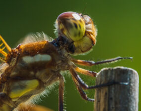 ‘Magnified’ to be presented at Gallery-on-the-Boulevard